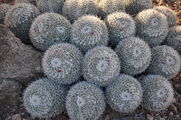 Image showing Cactus