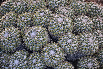 Image showing Cactus