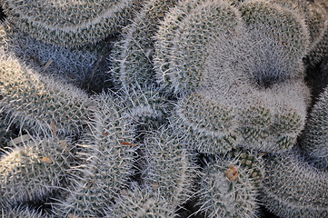 Image showing Cactus