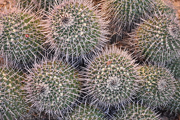 Image showing Cactus