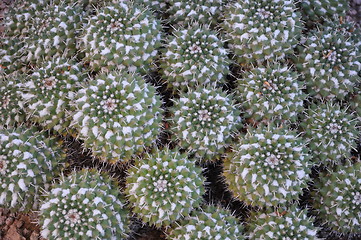 Image showing Cactus