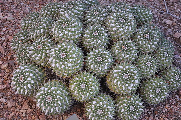 Image showing Cactus