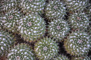 Image showing Cactus