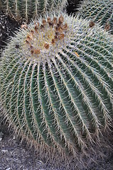 Image showing Cactus