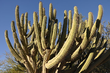 Image showing Cactus