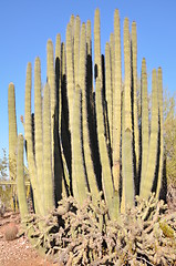 Image showing Cactus