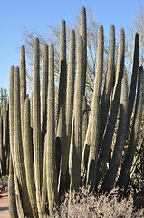 Image showing Cactus