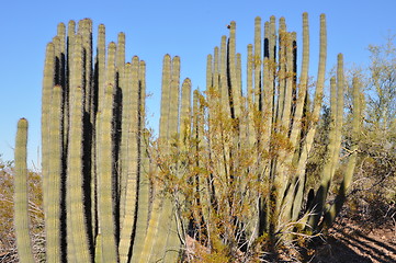 Image showing Cactus