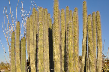 Image showing Cactus