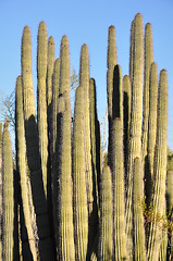 Image showing Cactus