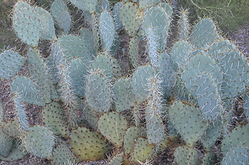 Image showing Cactus