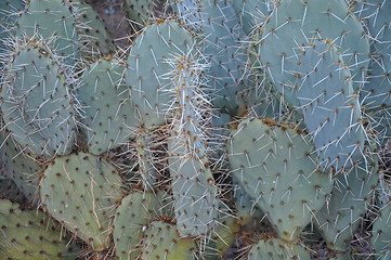 Image showing Cactus