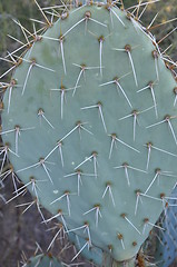 Image showing Cactus