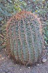 Image showing Cactus