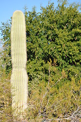 Image showing Cactus