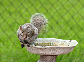 Image showing Perched Squirrel