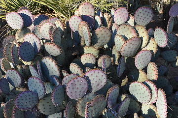 Image showing Cactus