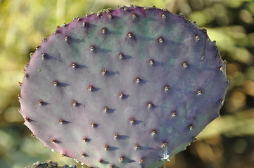 Image showing Cactus