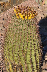 Image showing Cactus