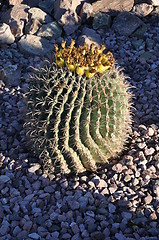 Image showing Cactus