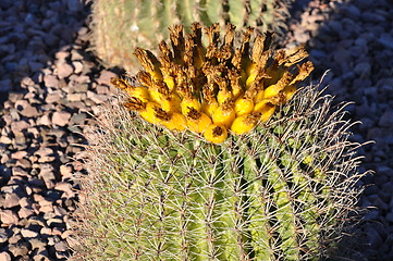 Image showing Cactus