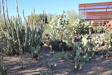 Image showing Cactus