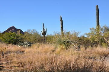 Image showing Cactus