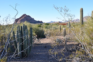 Image showing Cactus