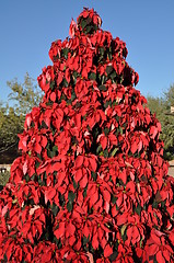 Image showing Christmas Tree