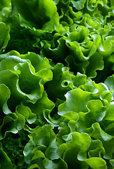 Image showing Salad