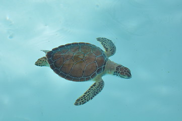 Image showing Turtle