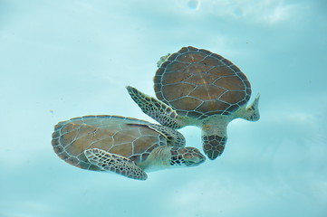 Image showing Turtles