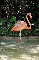 Image showing Flamingo