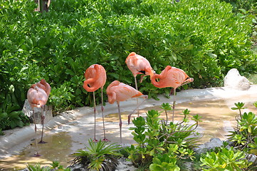 Image showing Flamingo