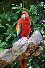 Image showing Parrot