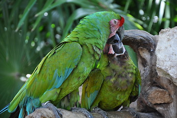 Image showing Parrots