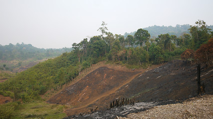 Image showing Slash and burn agriculture in Thailand