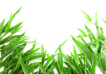 Image showing Grass frame with space for text 