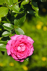 Image showing Pink rose