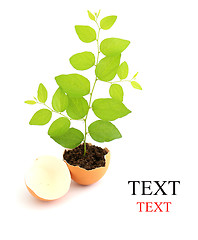 Image showing Growing green plant in egg shell on white background 