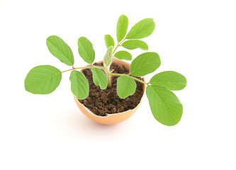 Image showing growing green plant in egg shell on white background 