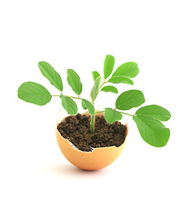 Image showing growing green plant in egg shell on white background 