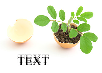 Image showing growing green plant in egg shell on white background 