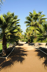 Image showing Palm trees in Federico Garcia Lorca Park