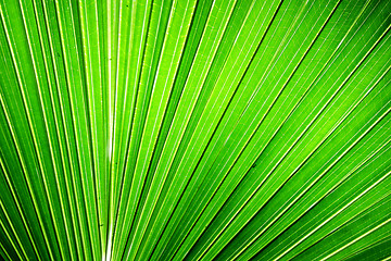 Image showing Chusan Palm Leaf section 