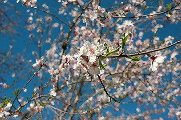 Image showing Almond blossom