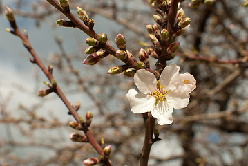 Image showing Almond blossom