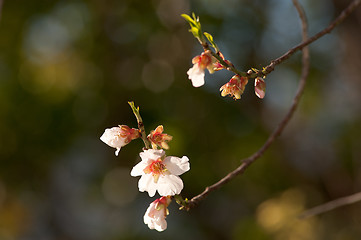 Image showing Almond blossom