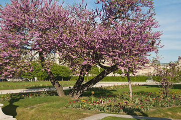 Image showing Spring in Paris. France