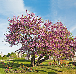 Image showing Spring in Paris. France